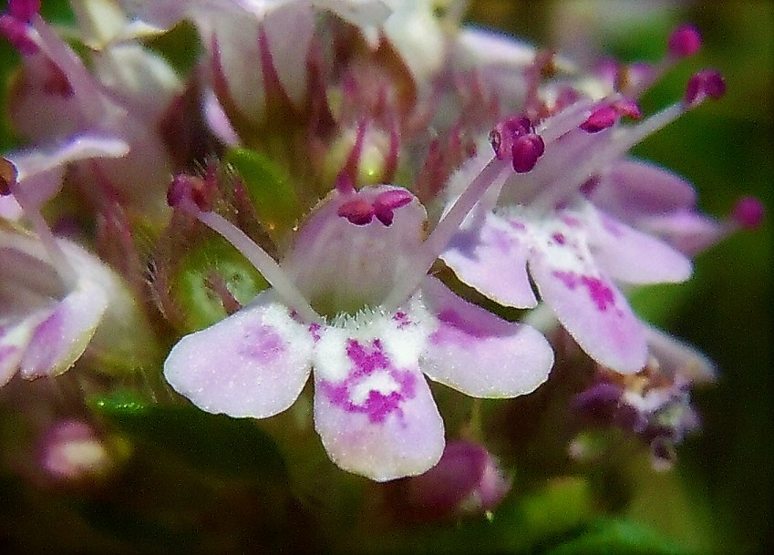 Thymus striatus? Molto probabile